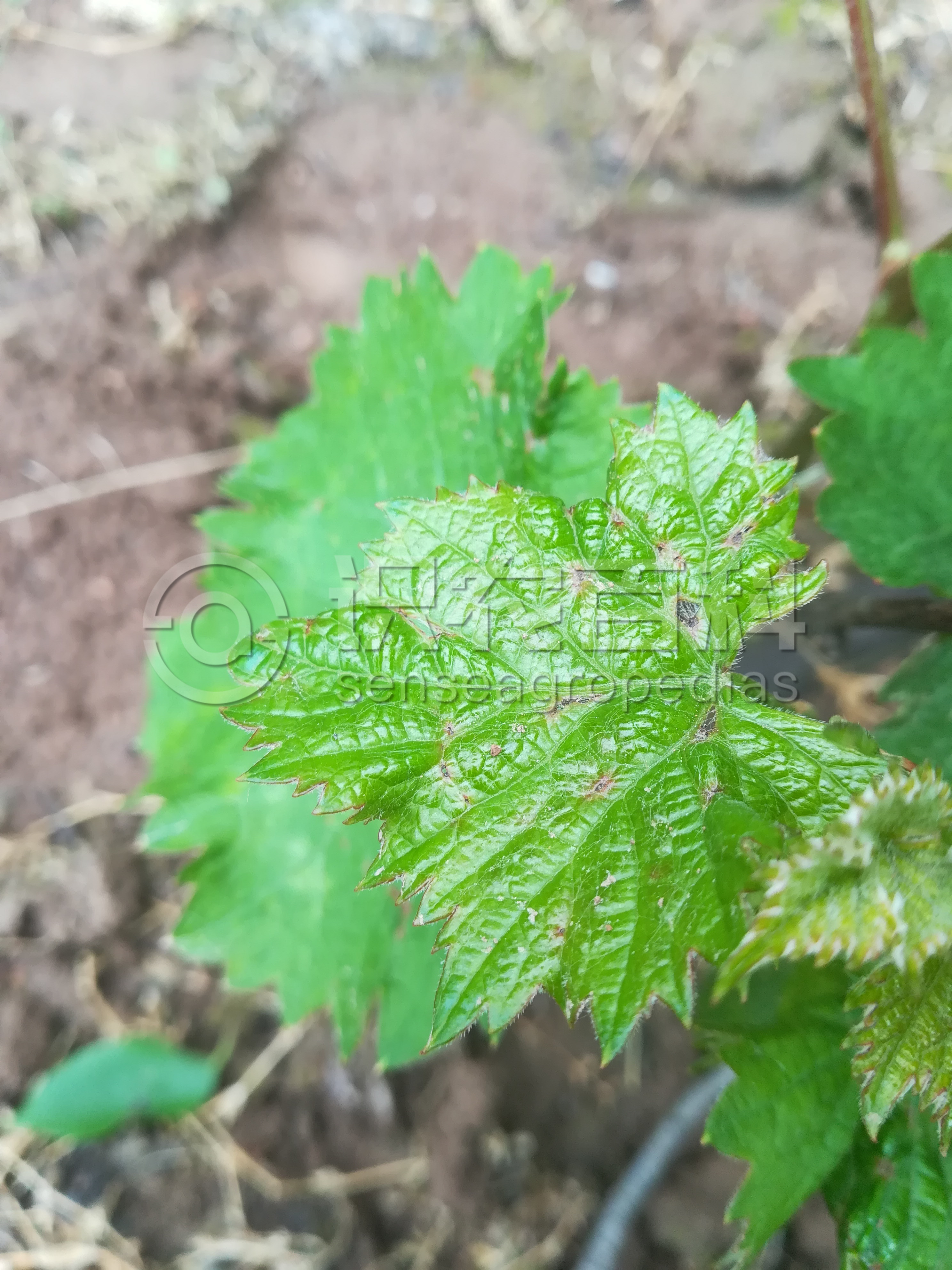 柑橘黄叶症状示例2