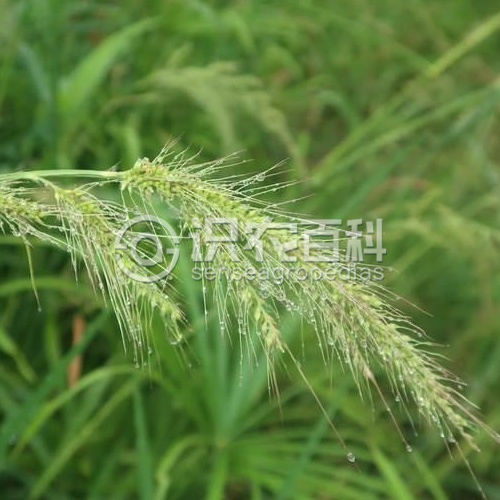 柑橘黄叶症状示例1