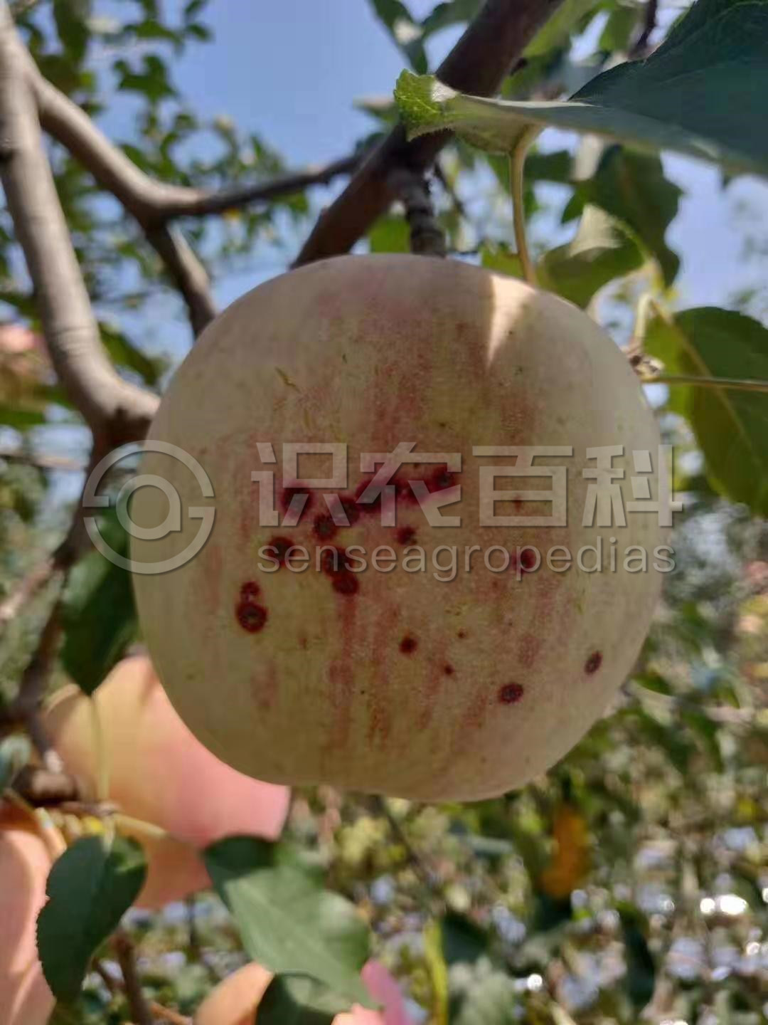 柑橘黄叶症状示例1