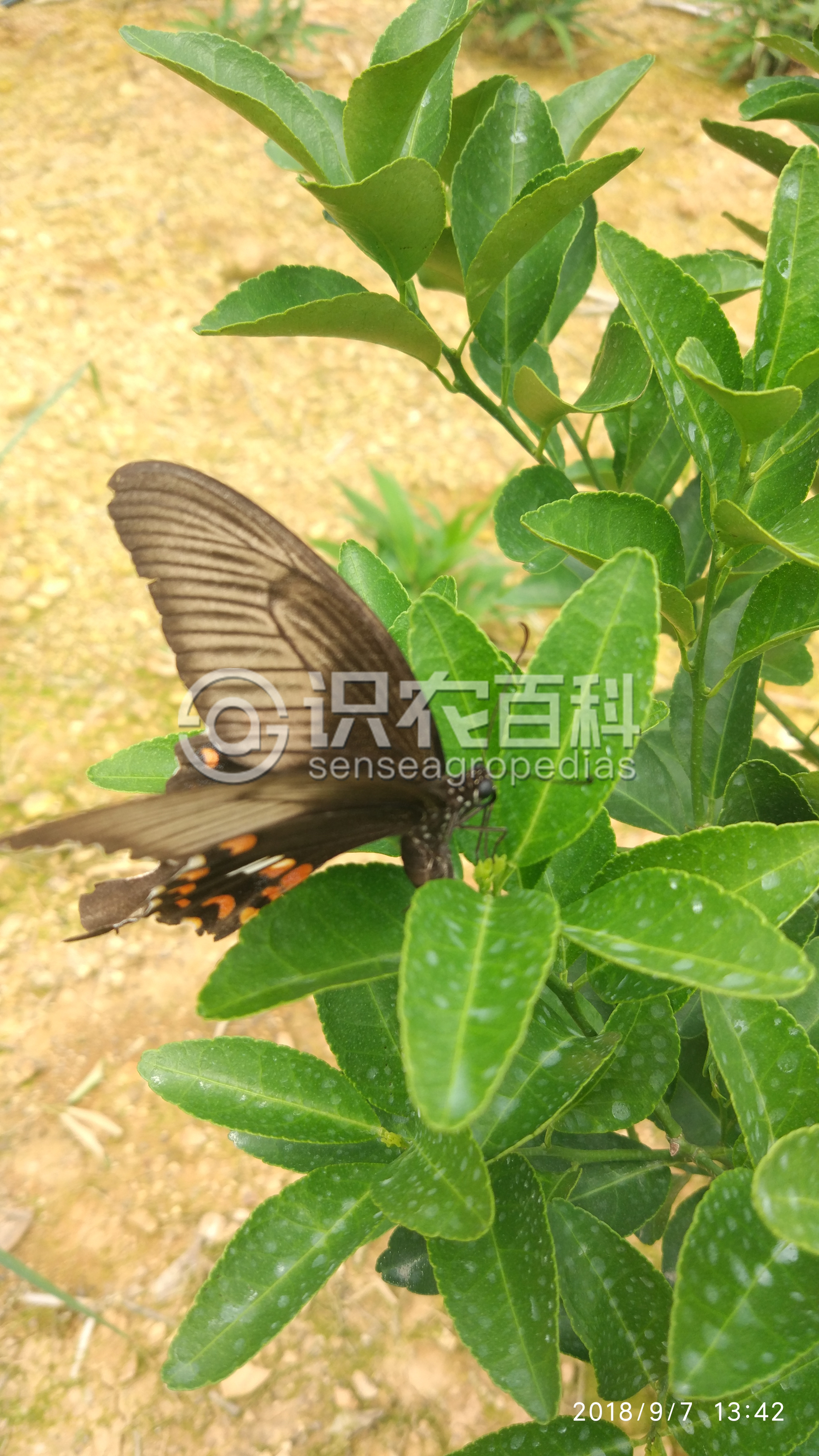 柑橘黄叶症状示例2