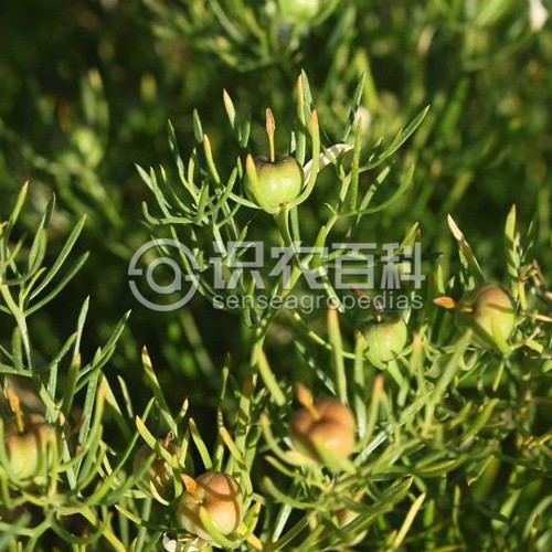 柑橘黄叶症状示例3