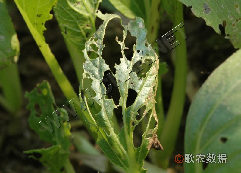 柑橘黄叶症状示例3