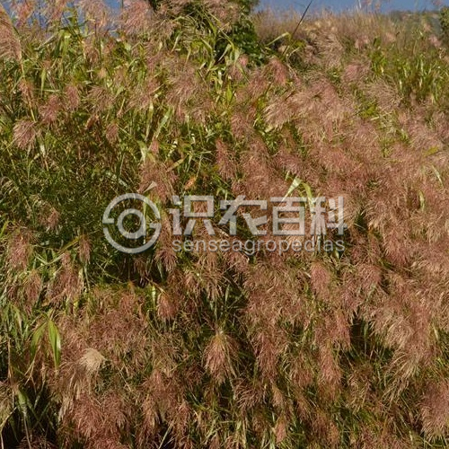 柑橘黄叶症状示例1