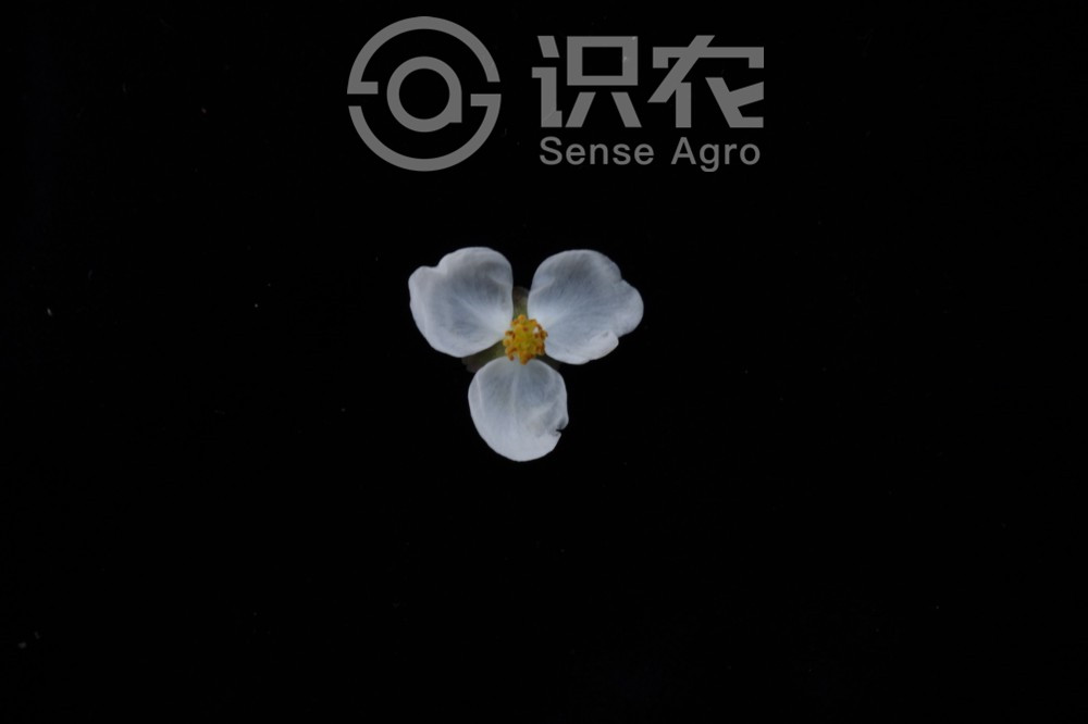 柑橘黄叶症状示例3