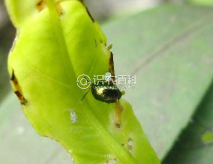 柑橘黄叶症状示例2