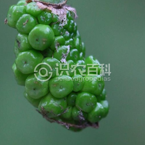 柑橘黄叶症状示例2