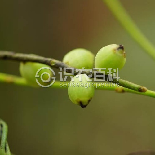 柑橘黄叶症状示例2