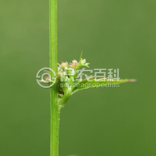 柑橘黄叶症状示例4