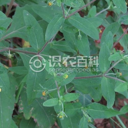 柑橘黄叶症状示例2