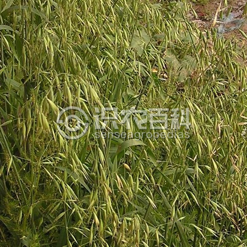 柑橘黄叶症状示例2