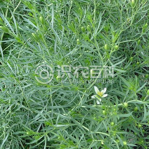 柑橘黄叶症状示例2