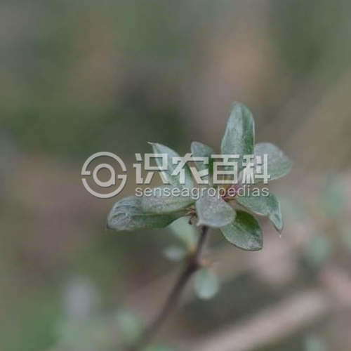 柑橘黄叶症状示例1