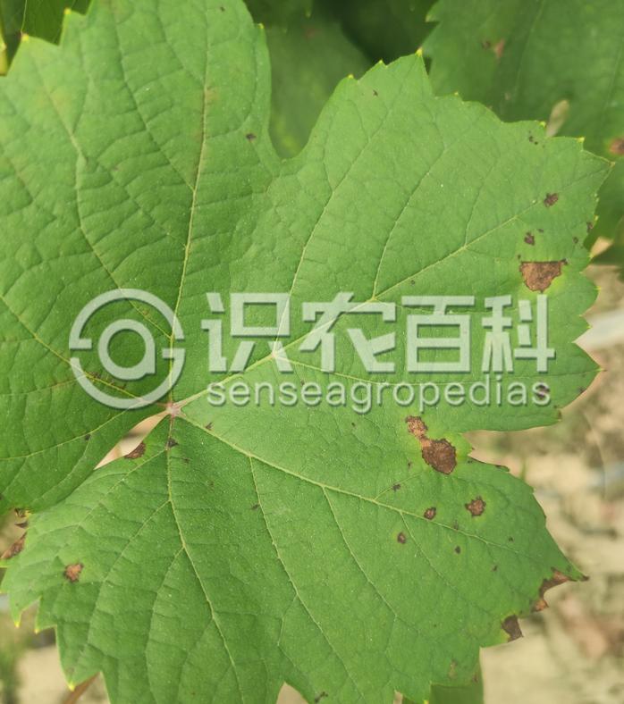 柑橘黄叶症状示例1
