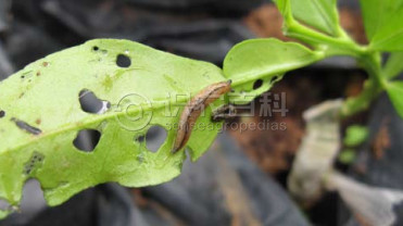 柑橘黄叶症状示例2