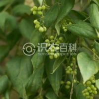 柑橘黄叶症状示例0