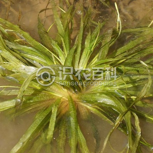 柑橘黄叶症状示例1