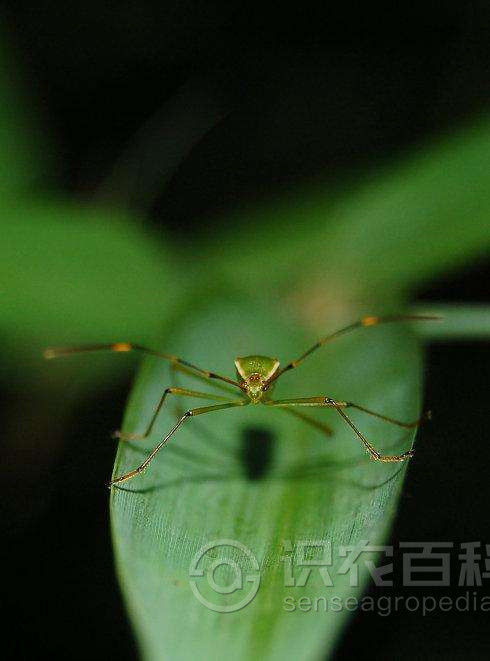 柑橘黄叶症状示例2