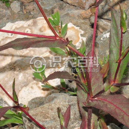 柑橘黄叶症状示例3