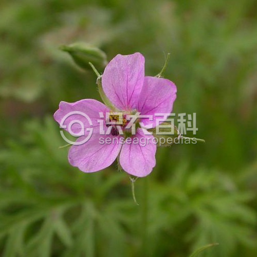 柑橘黄叶症状示例3