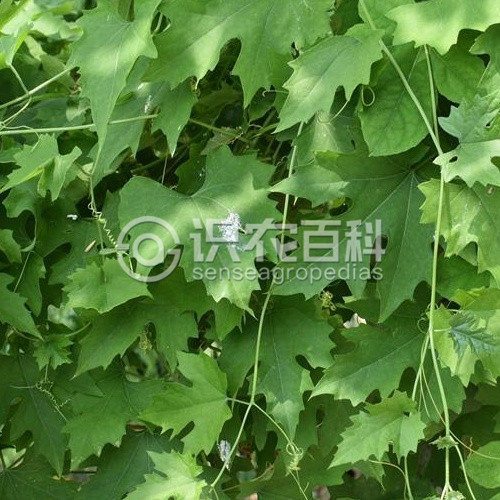 柑橘黄叶症状示例1