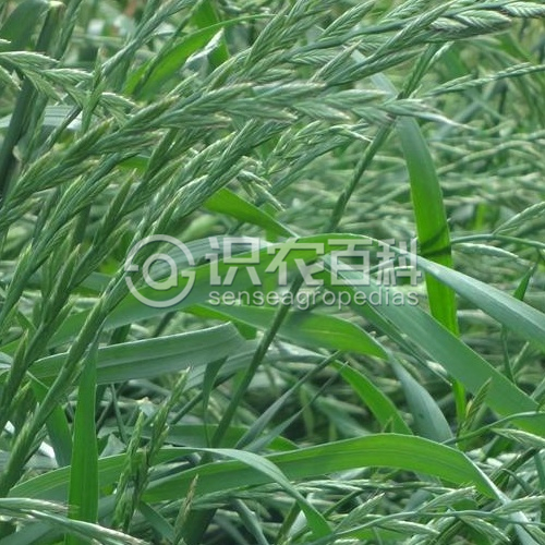 柑橘黄叶症状示例2