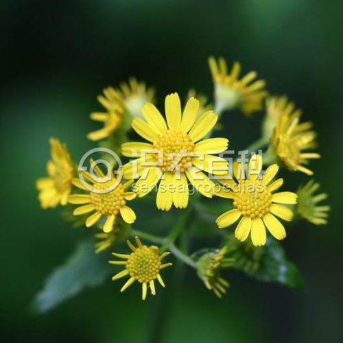 柑橘黄叶症状示例4