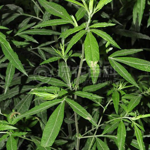 柑橘黄叶症状示例3