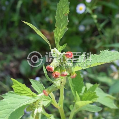 柑橘黄叶症状示例3