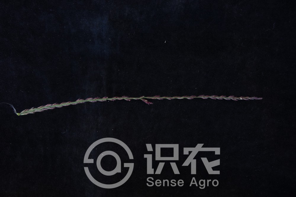 柑橘黄叶症状示例5