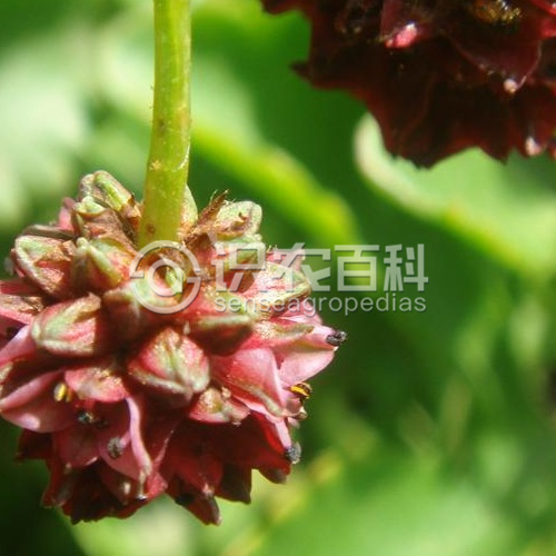 柑橘黄叶症状示例3