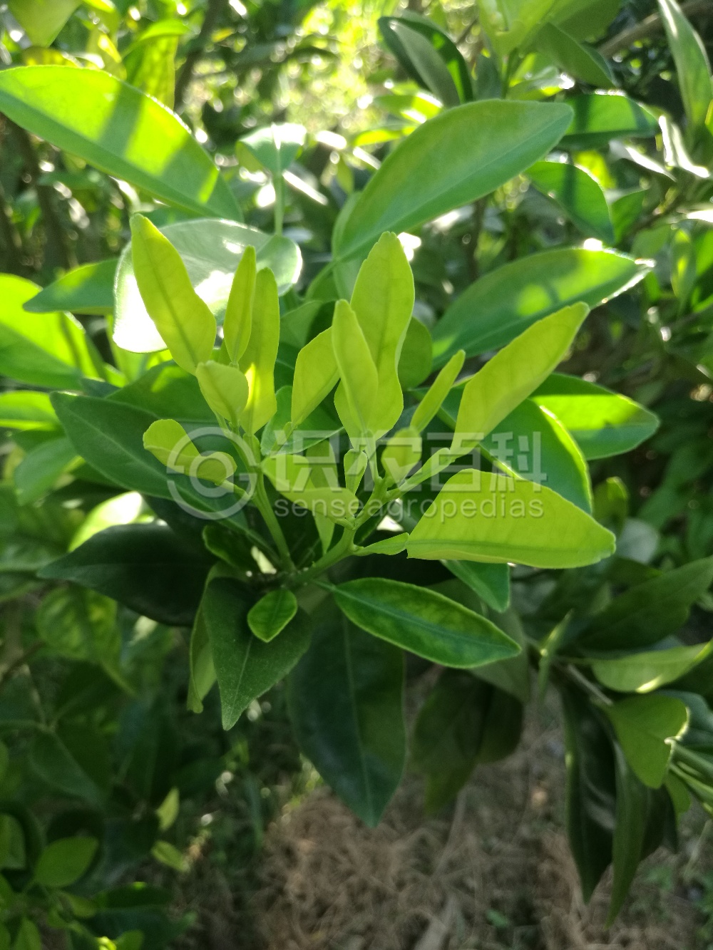 柑橘黄叶症状示例5