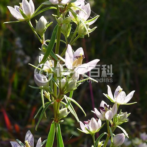 柑橘黄叶症状示例1