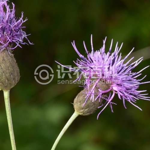 柑橘黄叶症状示例4