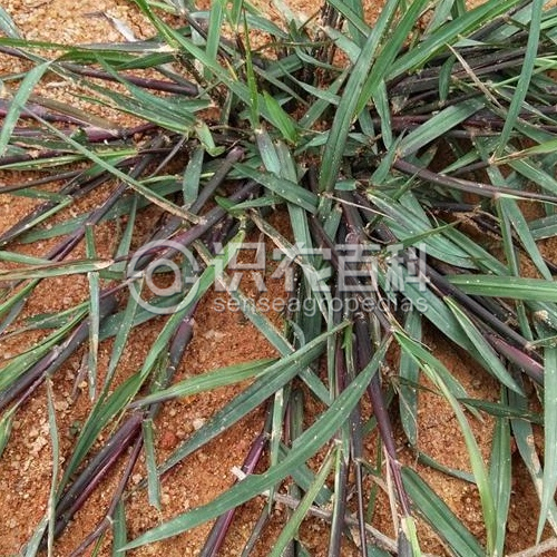 柑橘黄叶症状示例3