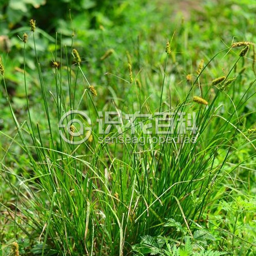 柑橘黄叶症状示例3