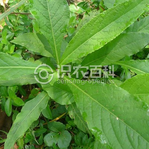 柑橘黄叶症状示例2
