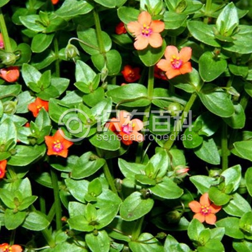 柑橘黄叶症状示例2