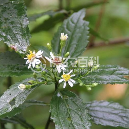 柑橘黄叶症状示例3