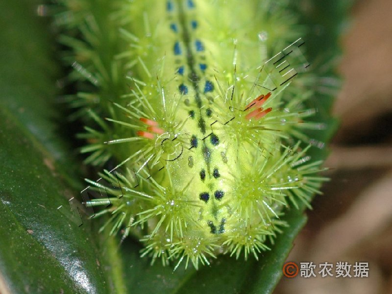 柑橘黄叶症状示例5