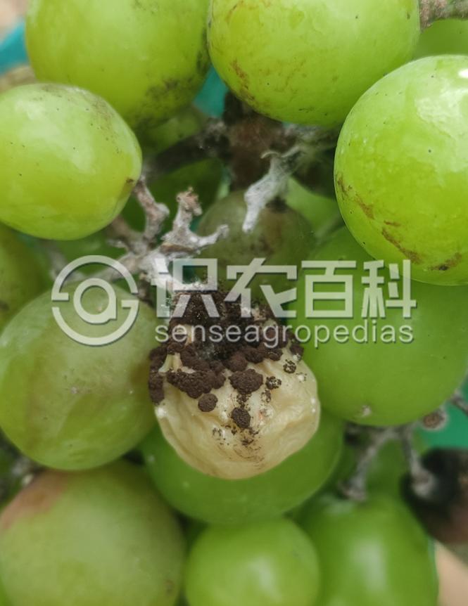 柑橘黄叶症状示例3