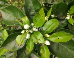 柑橘黄叶症状示例0