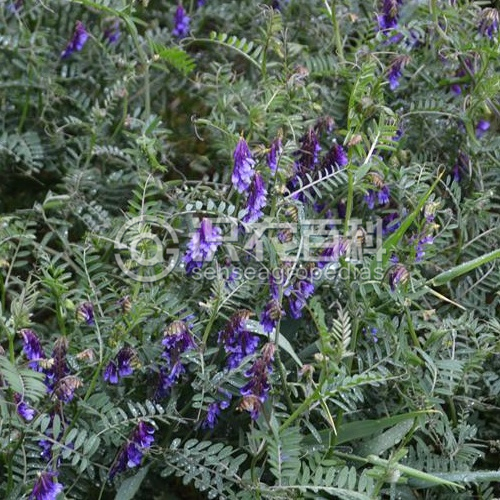 柑橘黄叶症状示例2