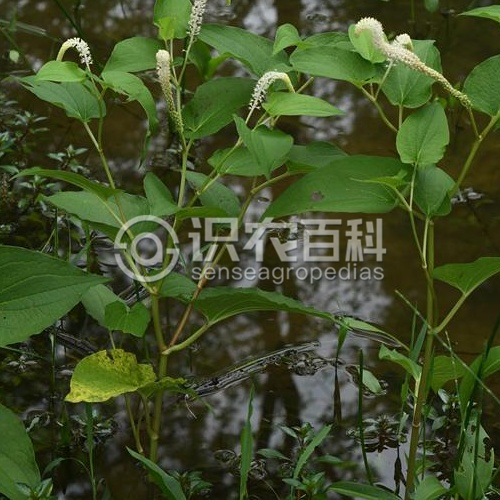 柑橘黄叶症状示例3