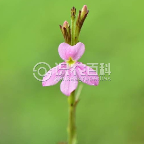 柑橘黄叶症状示例2
