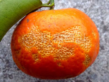 柑橘黄叶症状示例2