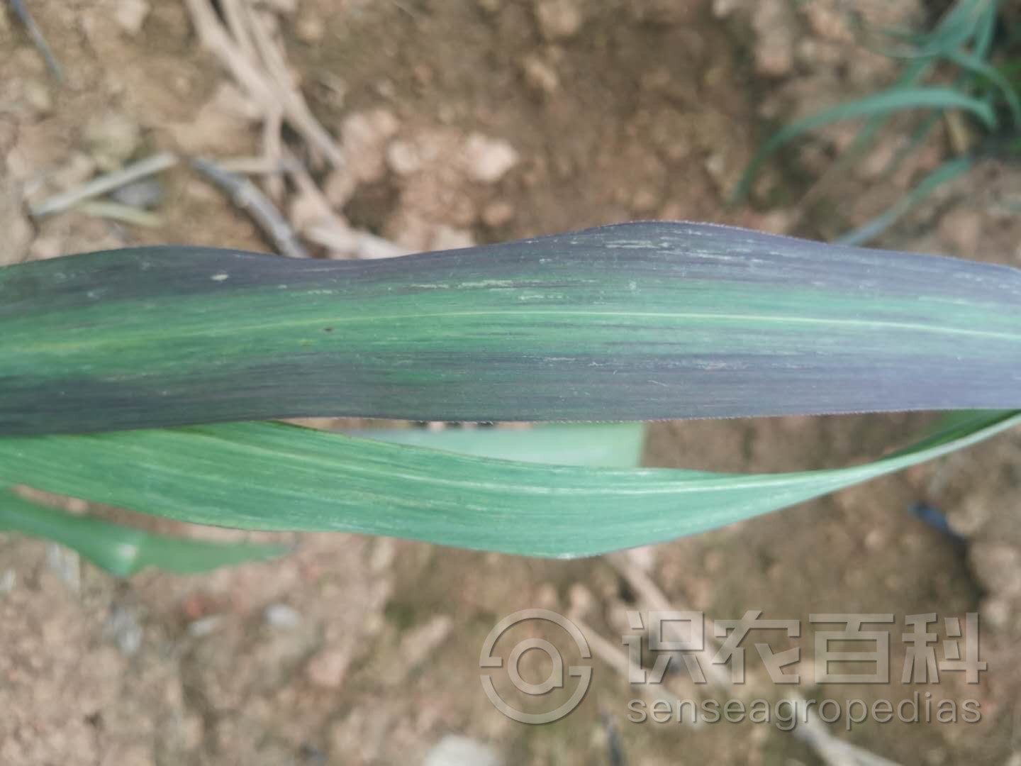 柑橘黄叶症状示例1