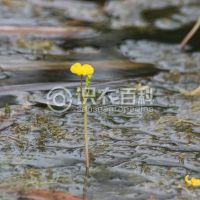 柑橘黄叶症状示例0