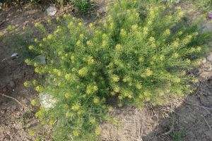 柑橘黄叶症状示例0