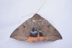 柑橘黄叶症状示例0