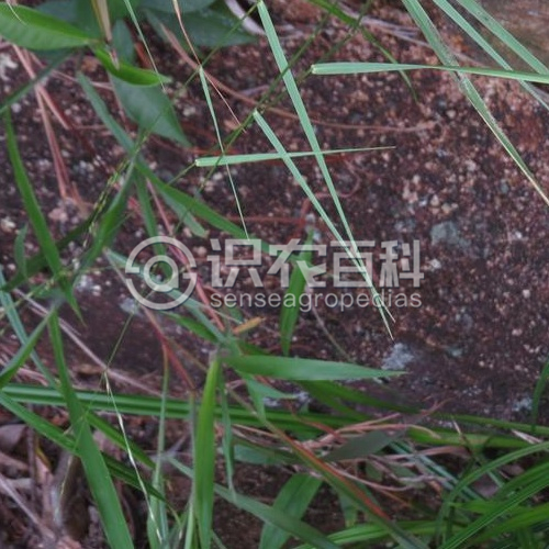 柑橘黄叶症状示例3